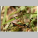 Dictenidia bimaculata cf - Schnake m01b.jpg